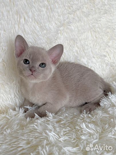 Европейская бурма мальчик