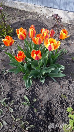 Тюльпаны луковицы