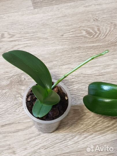 Орхидея фаленопсис белая