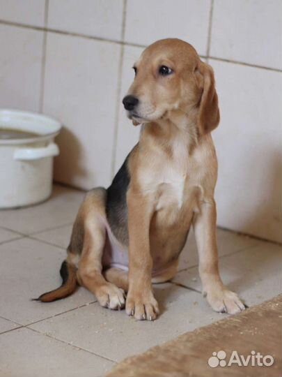 Щенки метисы русской гончей