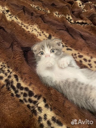 Вислоухи котенок