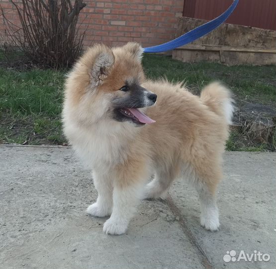 Щенки Акита-Ину