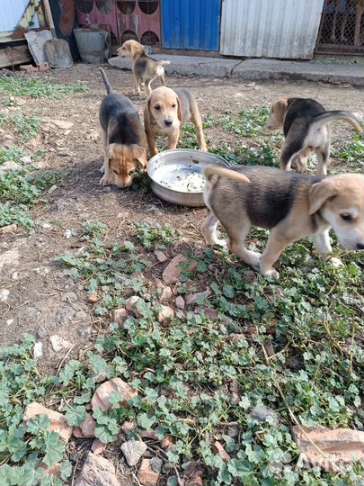 Щенки русской гончей