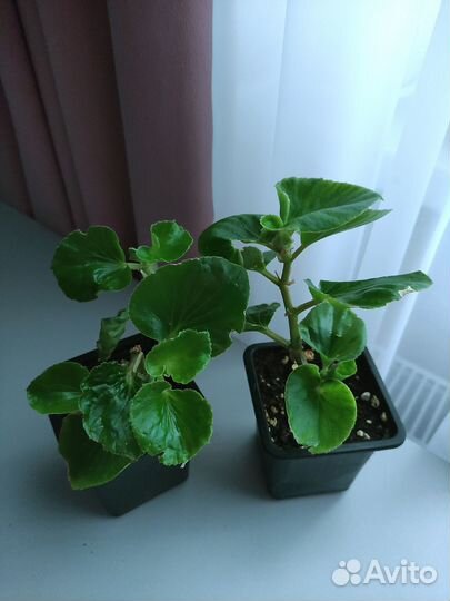 Бегония вечноцветущая махровая