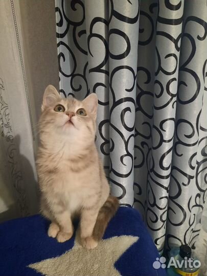 Кошка в дар