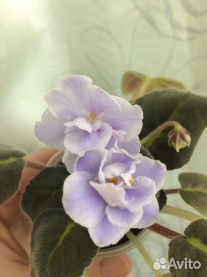 Фиалки сортовые стандарт и mini