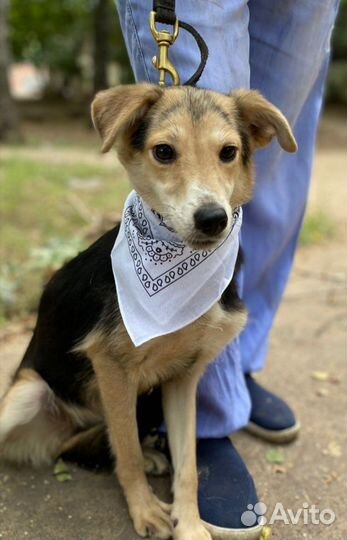 Собаки бесплатно, Киса