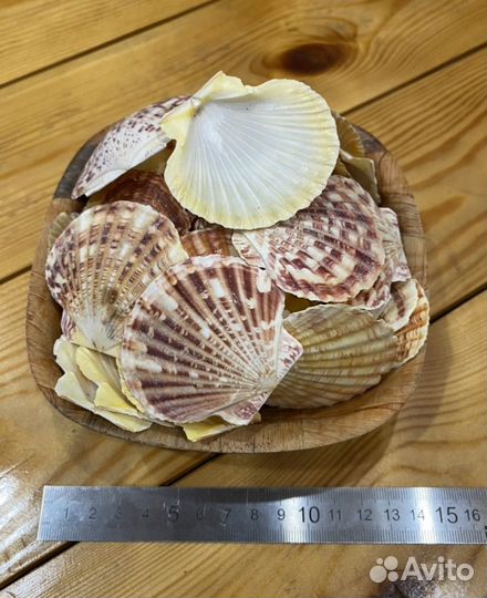 Ракушка весовая для поделок и тп