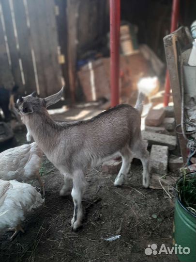 Домашние животные