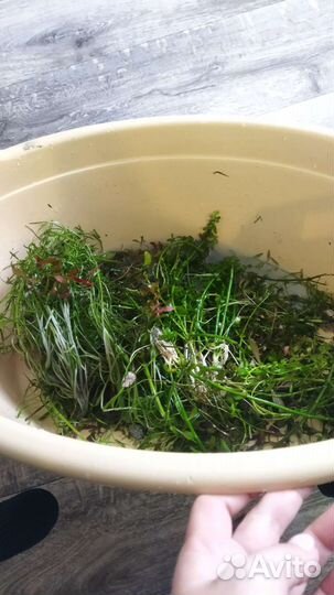 Аквариумные растения криптокорина