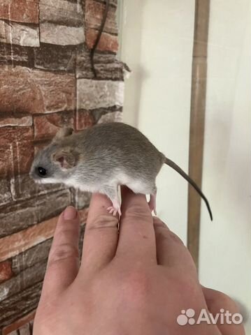 Крысенок объявление продам