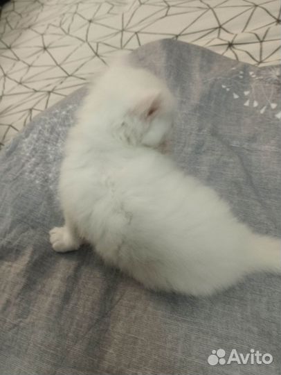 Кошечка, белая