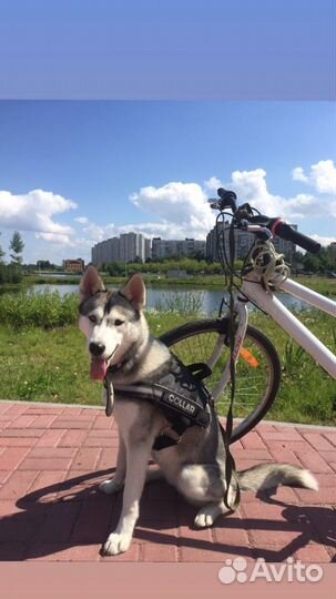 Тренер собак (кинолог)