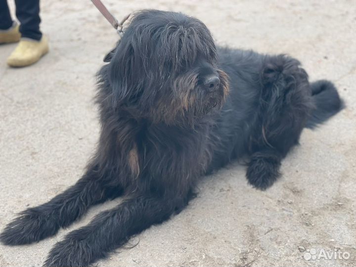 Метис черного терьера в опытные руки