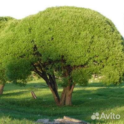 Ива шаровидная