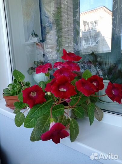 Глоксиния корешки