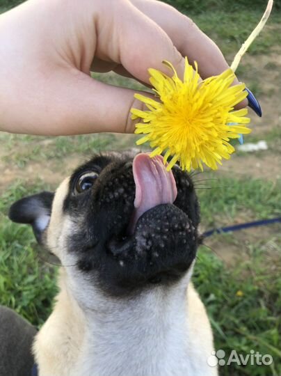 Мопс вязка мальчик