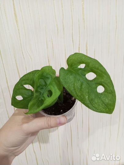 Монстера Адансони минт