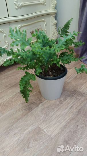 Папоротник флебодиум Давана