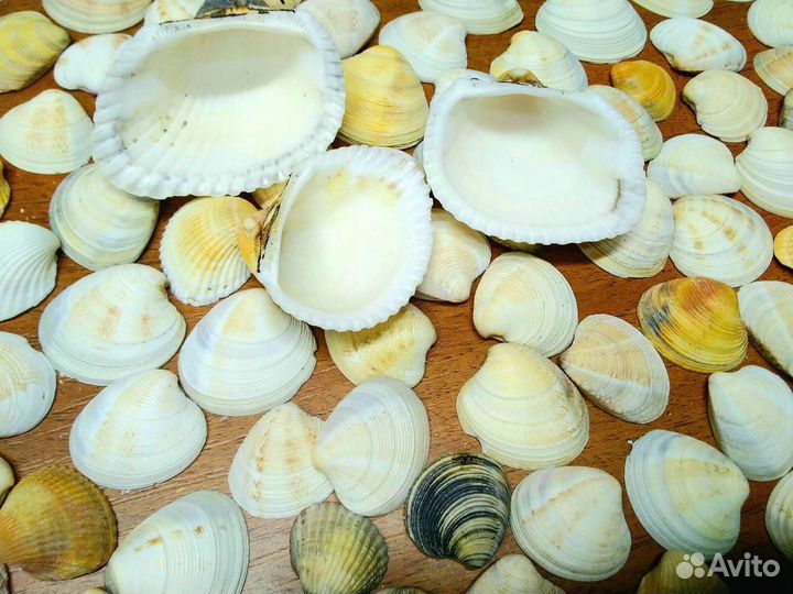 Ракушки морские