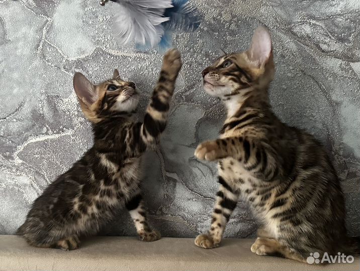 Бенгальские котята
