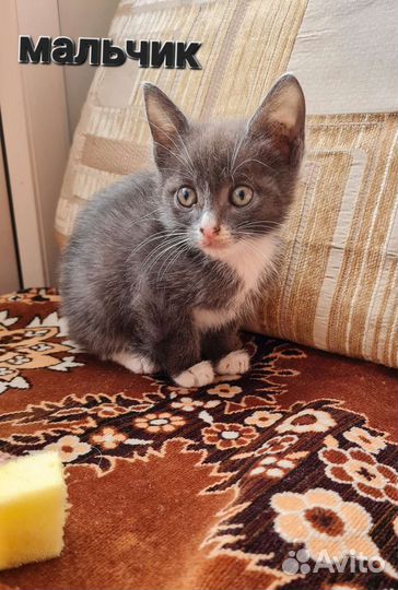 Котята в добрые руки