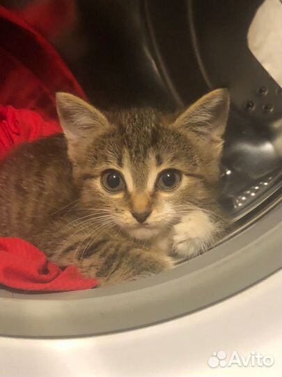 Маленький котенок в добрые руки