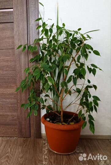 Комнатные растения Фикус