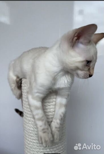 Кошечка бенгальская