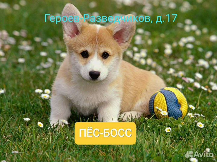 Продавец-кассир зоомагазин