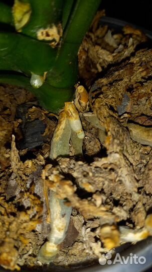 Орхидея фаленопсис биг лип Салли