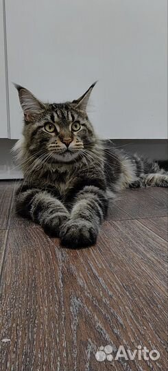 Кошка Мейн-кун