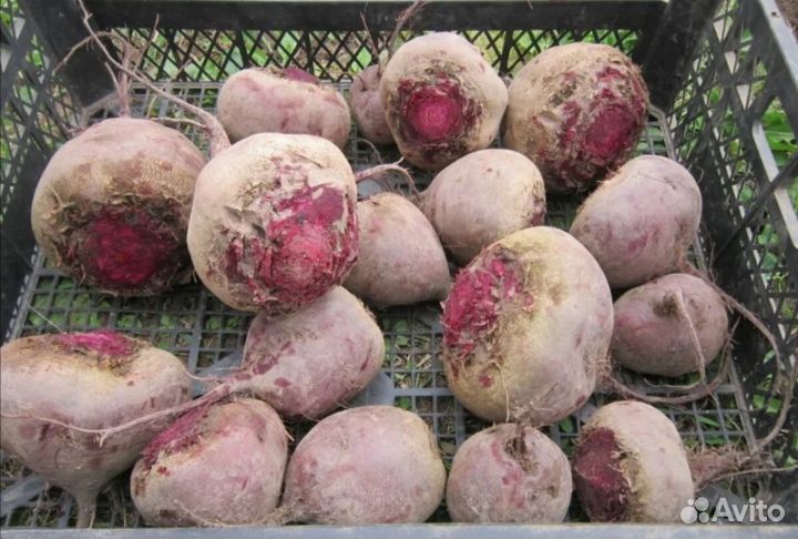 Продам свеклу