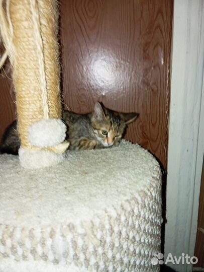 Кошечка в добрые руки