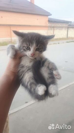 Котята мальчики