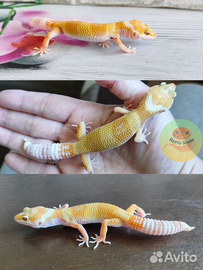 Эублефары малыши 2024 от 2500