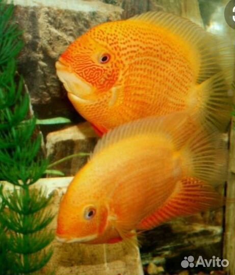 Северум красноточечный