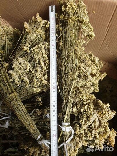 Веники тысячелистник