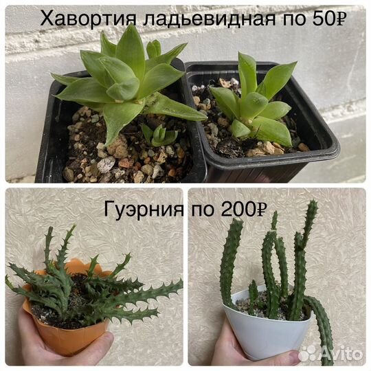 Суккуленты (хавортия, гуэрния, кактусы и др)