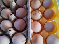 Инкубационное яйцо цесарки