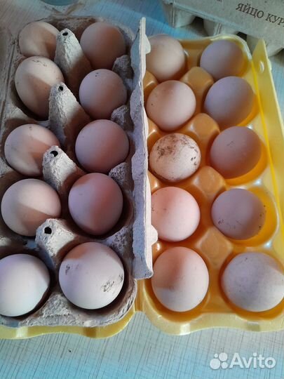 Инкубационное яйцо цесарки