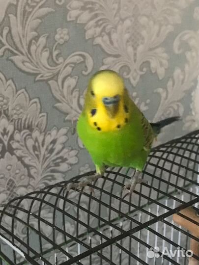 Волнистый попугай