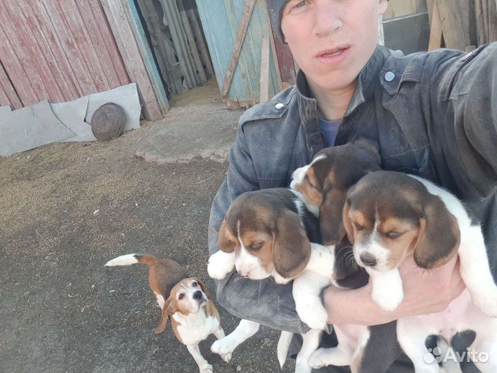 Щенки бигль