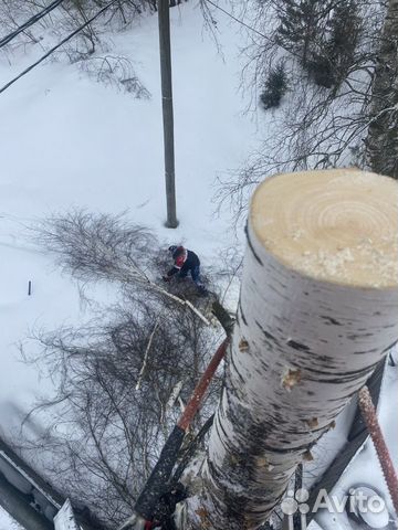 Удаление убрезка кронированик и лечение деревьев