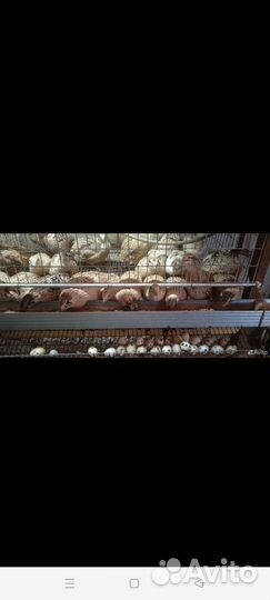 Перепелиное инкубационое яйцо