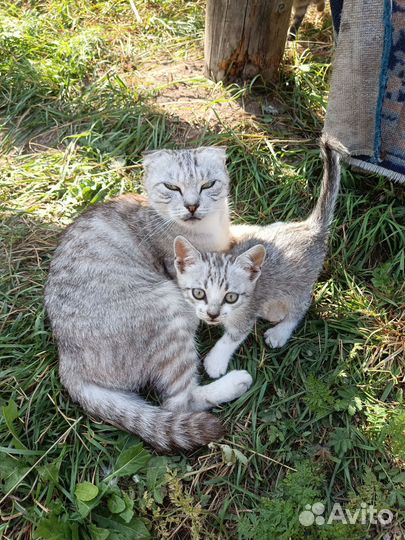 Котята в добрые руки 2 мес