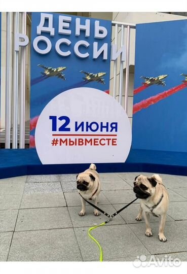 Поводок - сворка с карабинами для 2 собак