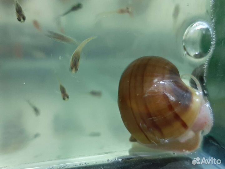 Аквариумные рыбки