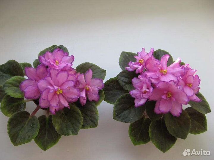 Детка фиалки Robs Zipper Zapper