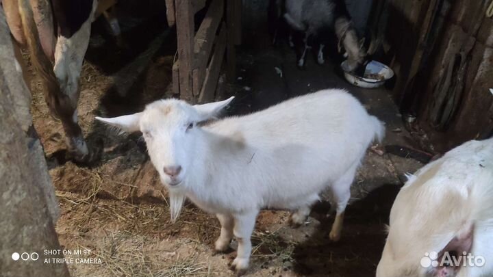 Продам коз